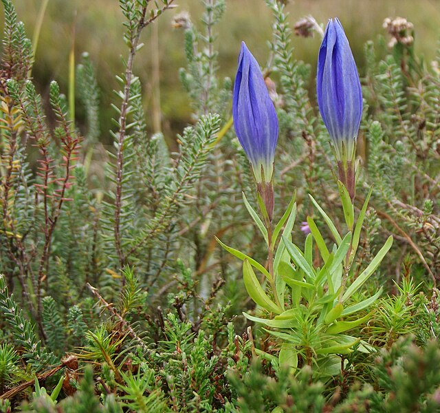 File:Gentiana pneumonanthe 2048x1920p.jpg