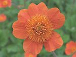 Geum coccineum a2.jpg