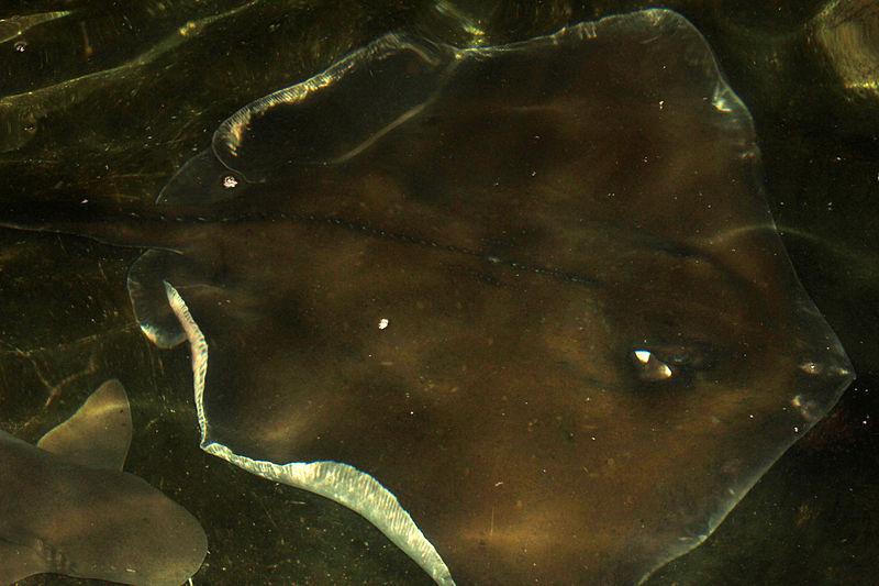 File:Gfp-southern-stingray.jpg