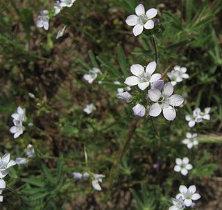 <i>Gilia angelensis</i> Species of flowering plant