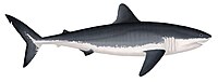 כריש ג'ינסו (Cretoxyrhina mantellii) .jpg