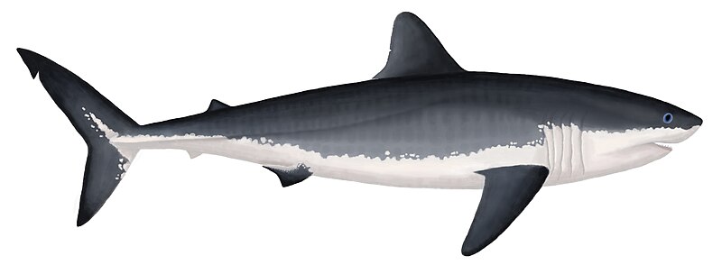 File:Ginsu shark (Cretoxyrhina mantellii).jpg