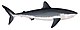 Ginsu shark (Cretoxyrhina mantellii).jpg