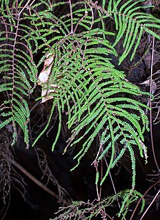 <i>Gleichenia dicarpa</i> Species of plant