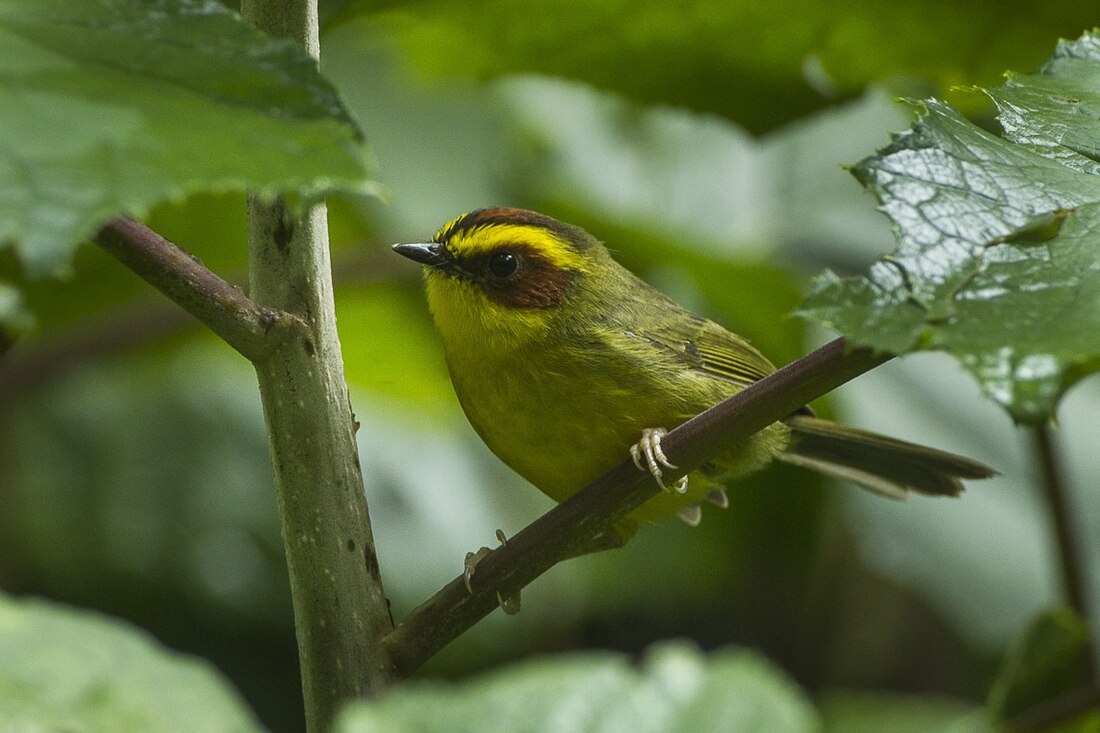 Basileuterus belli