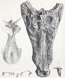 Goniopholis simus skull.jpg