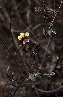 <i>Goodenia arachnoidea</i> Species of plant