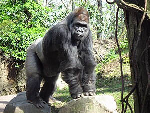 An adult male silverback gorilla at the Bronx Zoo. Gorilla bronx zoo anagoria.JPG