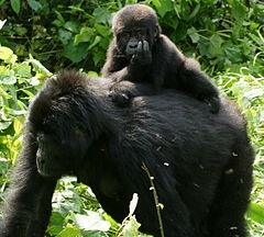 ♀ Източноконгоанска горила