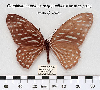 <i>Graphium megarus</i> Species of butterfly