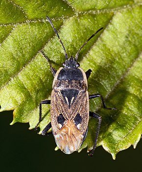 Bildebeskrivelse Graptopeltus lynceus MHNT Dos.jpg.