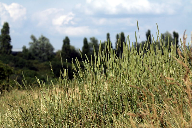 File:Grass in Wormwood Scrubs Park in London, July 2013 (2).JPG