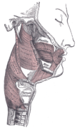 Category:Muscles of the human neck - Wikimedia Commons