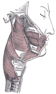 Pharyngeal muscles