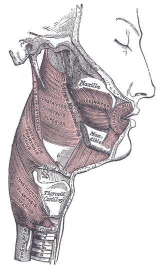 <span class="mw-page-title-main">Pharyngeal muscles</span>