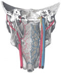 Thumbnail for Pharyngeal plexus of vagus nerve