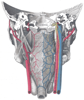 Pharyngeal plexus of vagus nerve