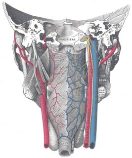 Pharyngeal raphe