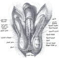 العربيَّة