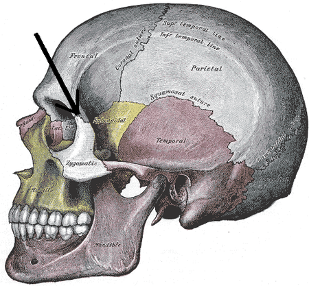 Gray188-Zygomaticofrontal suture.png
