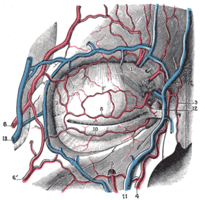 Eyelid