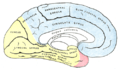 Aspectus medialis hemisphaerii sinistri; Caerulee: providentia a. cerebri anterioris