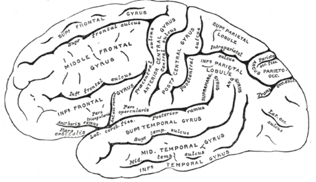 Circunvolución