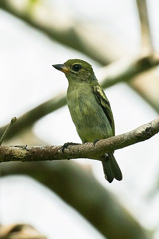 <span class="mw-page-title-main">Green tinkerbird</span> Species of Lybiidae bird