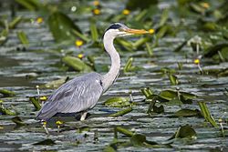 Grey Heron, Torrile, Italy 0066 (15388633536).jpg