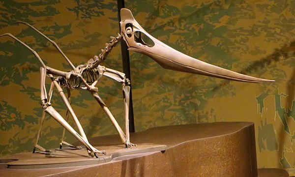 Pteranodontoidea