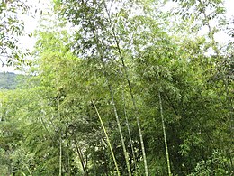 Guadua-Bambus-Colombia.jpg