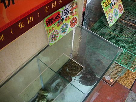 Tập_tin:Guangzhou-snakes-at-restaurant-0457.jpg