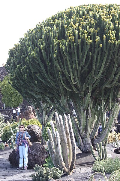 File:Guatiza, cactus garden, Euphorbia candelabrum.JPG