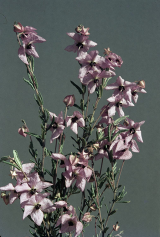 <i>Guichenotia sarotes</i> Species of flowering plant