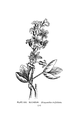 Menyanthes trifoliata Plate 30 in: A.Lounsberry: A guide to the wild flowers (1899)