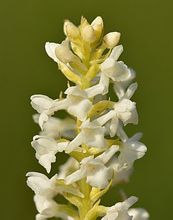 Gymnadenia odoratissima albiflora - Niitvälja2.jpg
