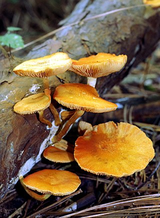 <i>Gymnopilus underwoodii</i> Species of fungus