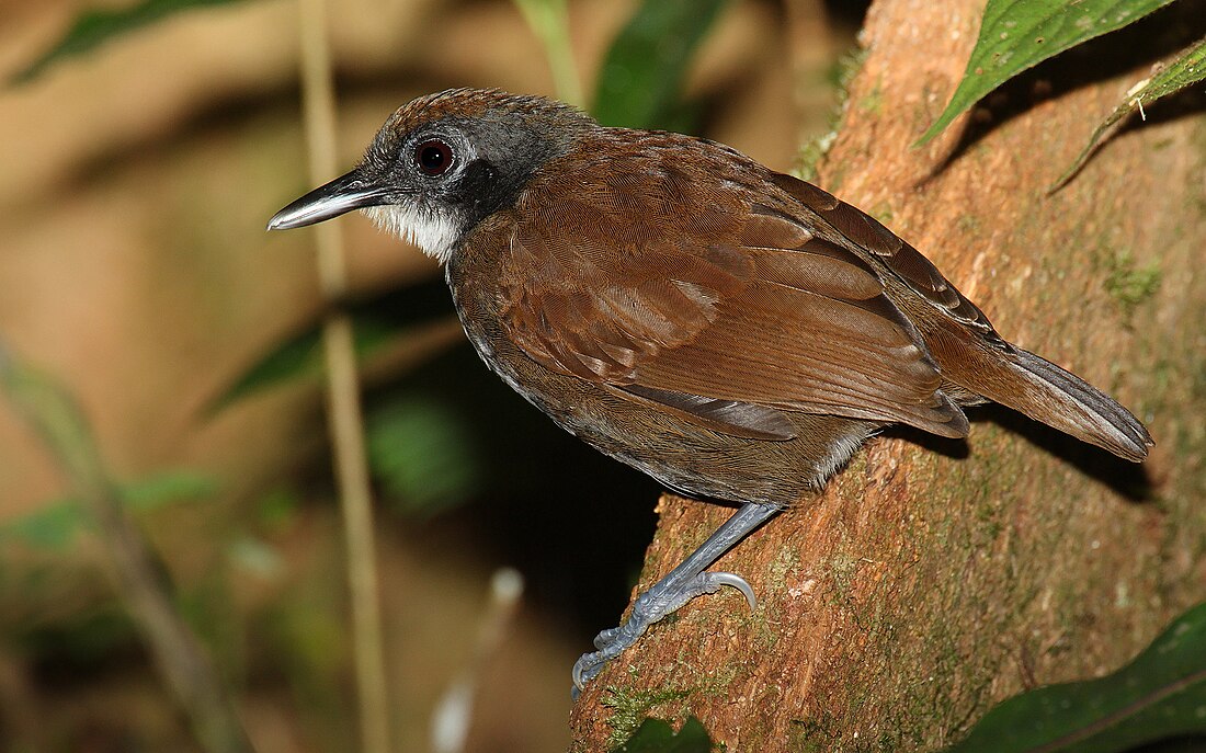 Gymnopithys bicolor