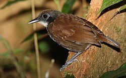 Tvåfärgad mosefugl (Gymnopithys leucaspis)