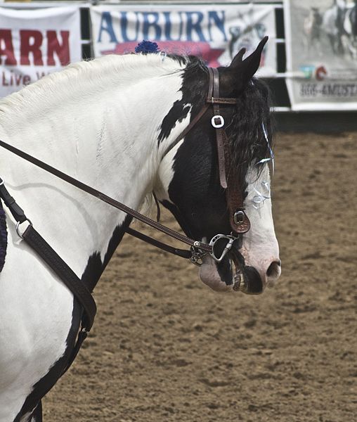 File:Gypsy Vanner4.jpg