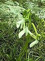 Habenaria longicorniculata India