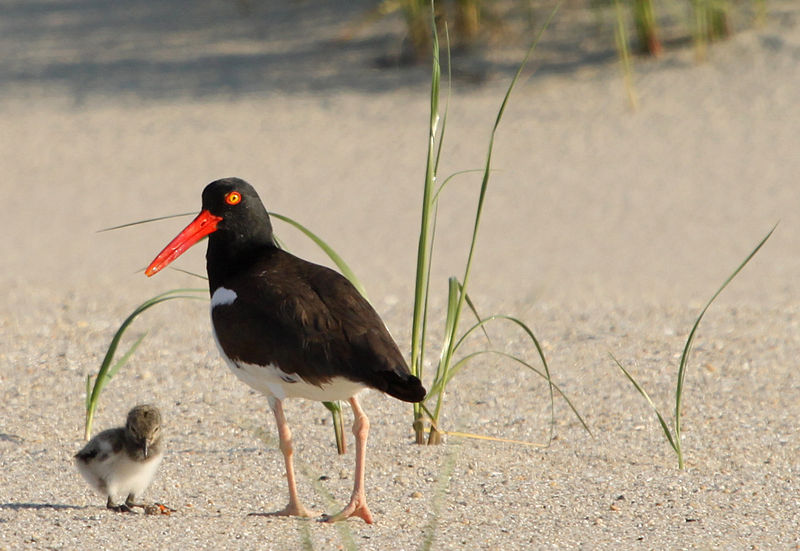 File:Haematopus palliatus -Atlantic coast, Cape May, New Jersey, USA -adult and chick-8 (1).jpg