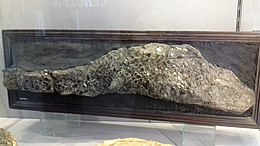 Fosszilizálódott Lepidotes semiserratus az Angliában levő scarboroughi Rotunda Museum-ban