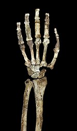 Palmar view of the hand and forearm of MH2 Hand and arm Australopithecus sediba on black.jpg