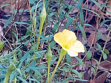 Hartweg's Sundrop Upper Huachuca Canyon Sierra Vista AZ 2018-08-05 11-02-46 (43106620005).jpg