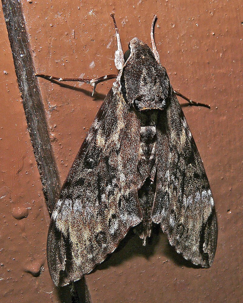 Privet hawk-moth: profile & identification - Plantura