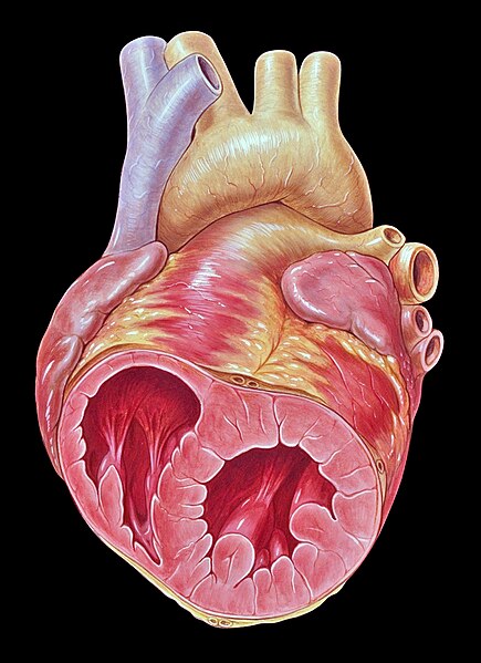 File:Heart short axis echocardiography view.jpg