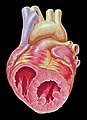 Heart short axis echocardiography view.jpg