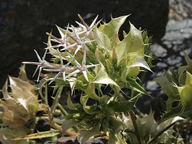 Hecastocleis shockleyi flowering heads