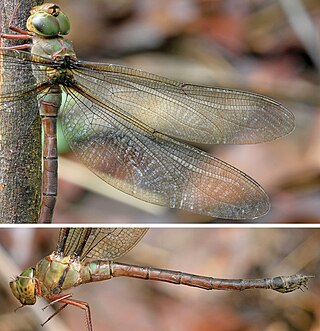 <i>Heliaeschna fuliginosa</i> Species of dragonfly